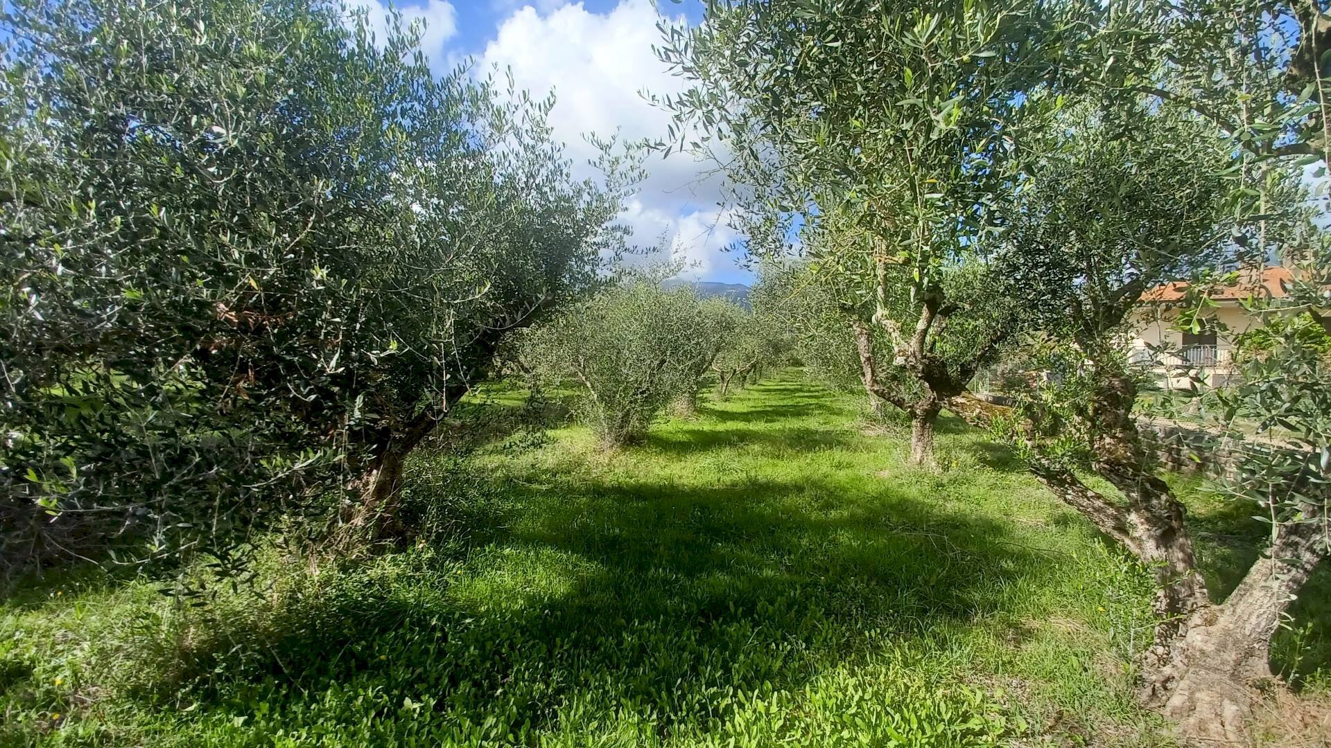 Foto 1 - Terreno agricolo Carpinetana, Maenza - foto 1