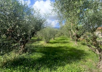 Foto 1 - Terreno agricolo Carpinetana, Maenza - foto 1