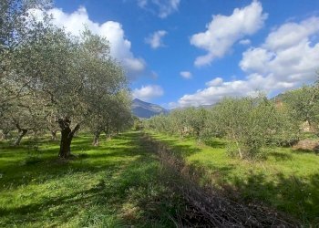 Foto 2 - Terreno agricolo Carpinetana, Maenza - foto 2