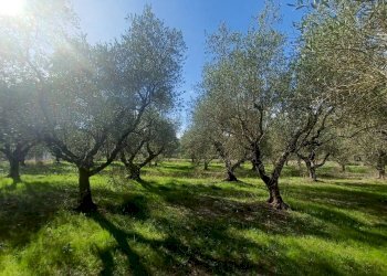 Foto 4 - Terreno agricolo Carpinetana, Maenza - foto 4