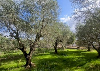 Foto 5 - Terreno agricolo Carpinetana, Maenza - foto 5