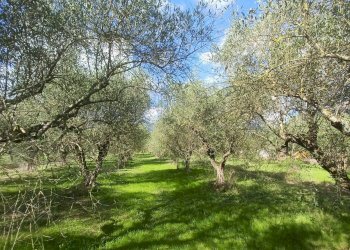 Foto 6 - Terreno agricolo Carpinetana, Maenza - foto 6