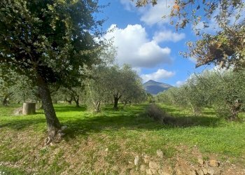 Foto 7 - Terreno agricolo Carpinetana, Maenza - foto 7