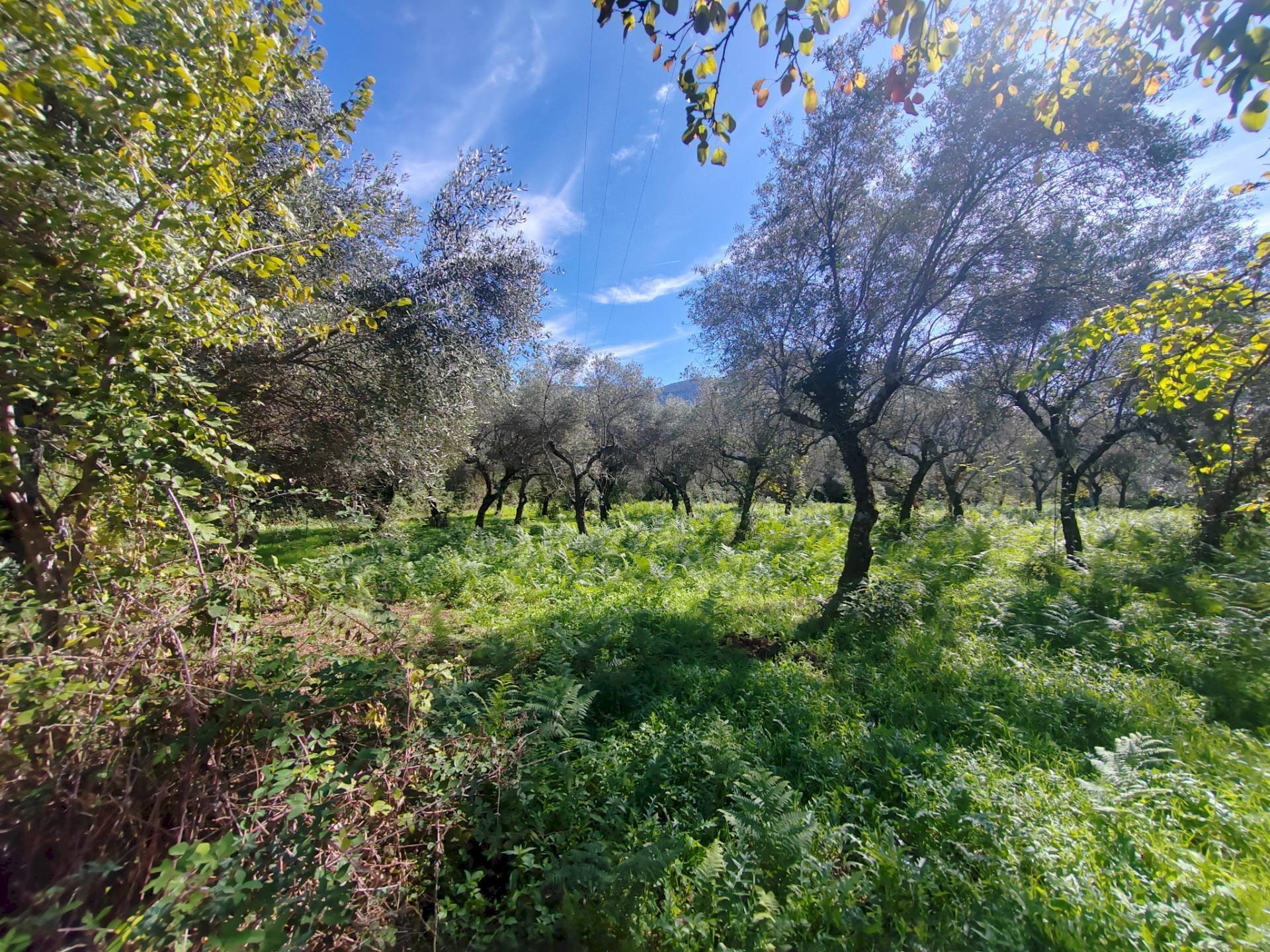 Foto 3 - Terreno agricolo Via Fontana Fuori, Maenza - foto 3