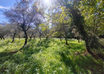 Foto 1 - Terreno agricolo Via Fontana Fuori, Maenza - foto 1