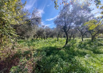 Foto 2 - Terreno agricolo Via Fontana Fuori, Maenza - foto 2