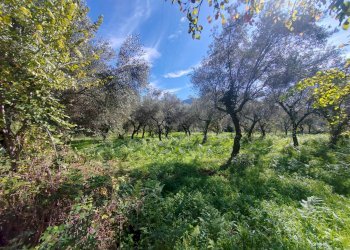 Foto 3 - Terreno agricolo Via Fontana Fuori, Maenza - foto 3