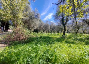 Foto 5 - Terreno agricolo Via Fontana Fuori, Maenza - foto 5