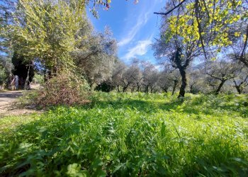Foto 6 - Terreno agricolo Via Fontana Fuori, Maenza - foto 6