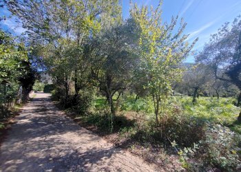 Foto 7 - Terreno agricolo Via Fontana Fuori, Maenza - foto 7