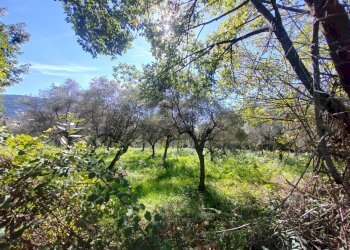 Foto 9 - Terreno agricolo Via Fontana Fuori, Maenza - foto 9