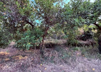 Giardino - Terreno agricolo Via Scale Santantonio, Aci Catena - foto 11