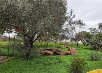 Giardino - Villa CONTRADA REGALSEMI
 
SNC, Caltagirone - foto 31