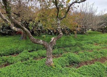 Giardino - Villa CONTRADA REGALSEMI
 
SNC, Caltagirone - foto 34