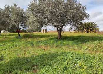 Giardino - Villa CONTRADA REGALSEMI
 
SNC, Caltagirone - foto 36