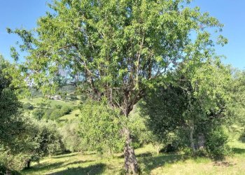 Giardino - Rustic Cingoli - photo 16