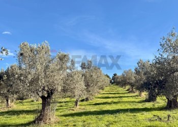 Giardino - Terreno edificabile Via Fonte Dell'Abbazia, Montesilvano - foto 4