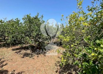 Terreno edificabile Contrada Telegrafo, Balestrate - foto 6