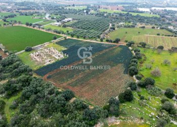 Foto 7 - Terreno agricolo Contrada Mellone, Polignano a Mare - foto 7