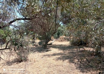 Giardino - Terreno edificabile Via grotta del signore
Sn, San Pietro Clarenza - foto 6