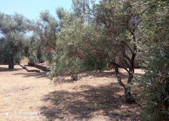Giardino - Terreno edificabile Via grotta del signore
Sn, San Pietro Clarenza - foto 10