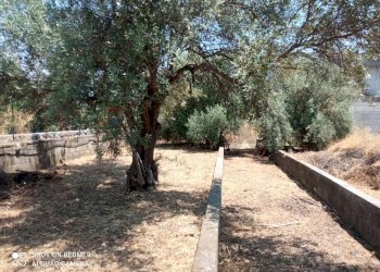 Giardino - Terreno edificabile Via grotta del signore
Sn, San Pietro Clarenza - foto 11