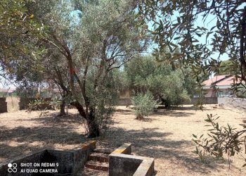 Giardino - Terreno edificabile Via grotta del signore
Sn, San Pietro Clarenza - foto 15