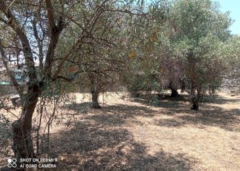 Giardino - Terreno edificabile Via grotta del signore
Sn, San Pietro Clarenza - foto 18