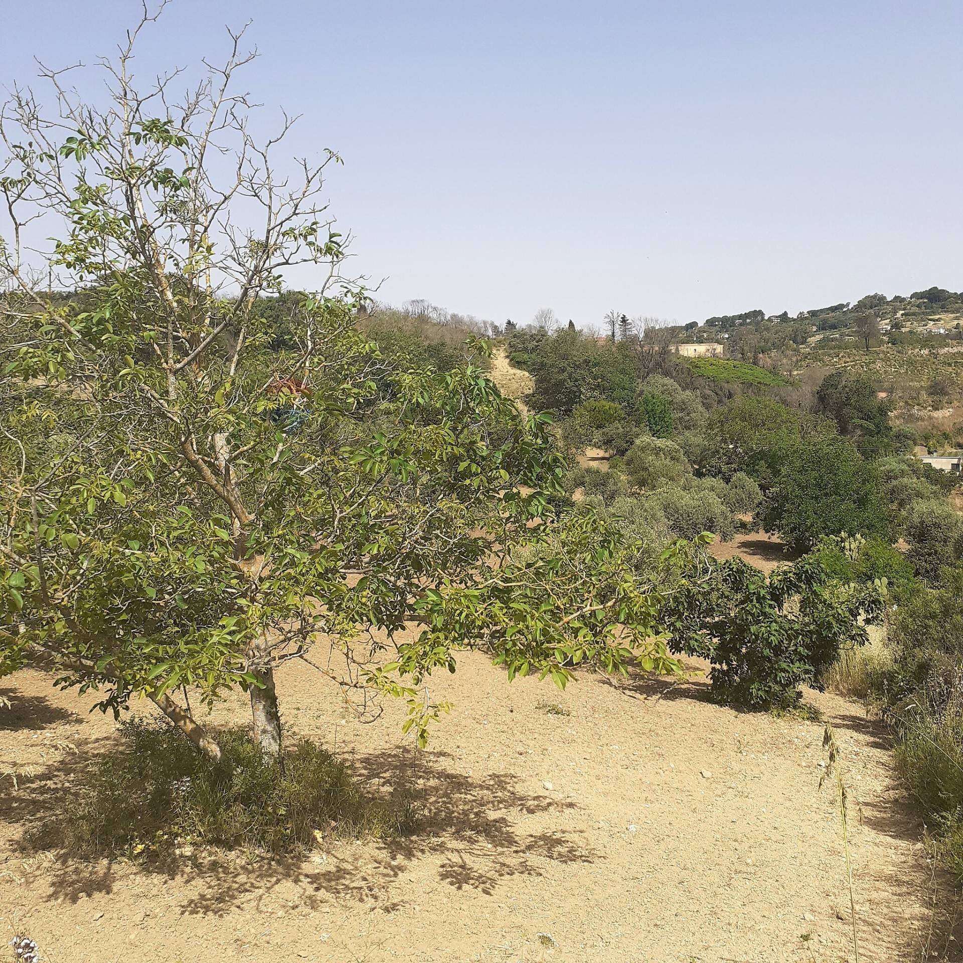 Giardino - Terreno agricolo Contrada Pollicarini, Enna - foto 3