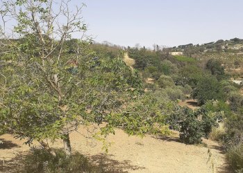 Giardino - Terreno agricolo Contrada Pollicarini, Enna - foto 2