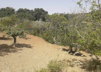 Giardino - Terreno agricolo Contrada Pollicarini, Enna - foto 4