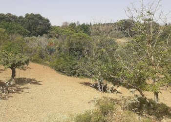 Giardino - Terreno agricolo Contrada Pollicarini, Enna - foto 10
