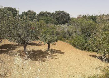 Giardino - Terreno agricolo Contrada Pollicarini, Enna - foto 13