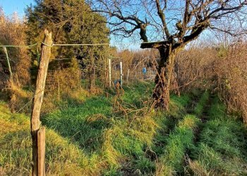 Foto 16 - Terreno agricolo VIA MUGGIANO
 
SNC, Milano - foto 16