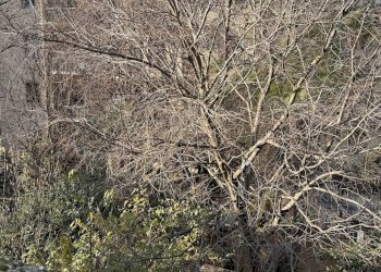 Foto 14 - Casa indipendente Mantova - foto 14