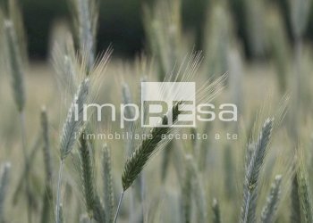 Foto 3 - Agricultural land VIA ERBE, Roncade - photo 3