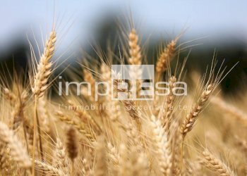 Foto 5 - Agricultural land VIA ERBE, Roncade - photo 5