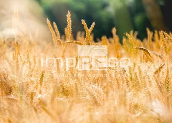 Foto 7 - Agricultural land VIA ERBE, Roncade - photo 7