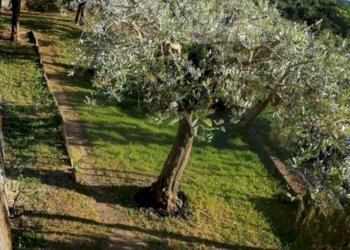 Villa Cogorno, GE, Cogorno - foto 8