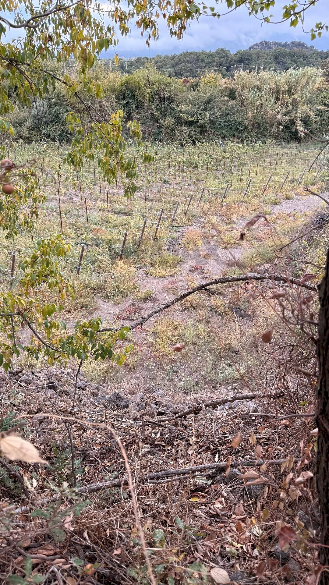 Vista delle montagne - Agricultural land Castiglione di Sicilia - photo 3
