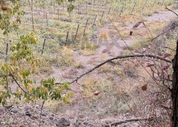 Vista delle montagne - Terreno agricolo Castiglione di Sicilia - foto 3