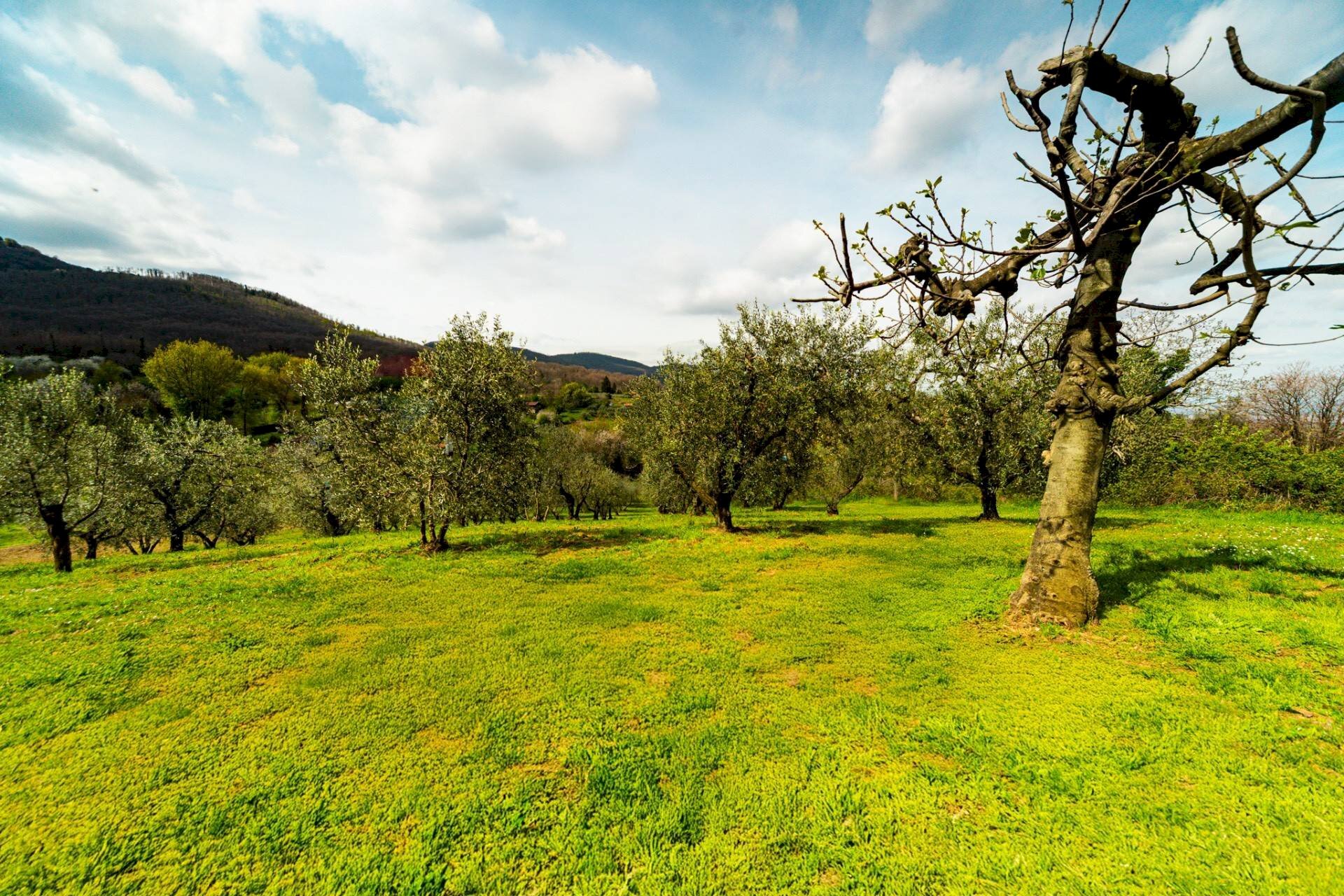 Giardino - Rustico Calcara Muratelle
 
18, San Cesareo - foto 3