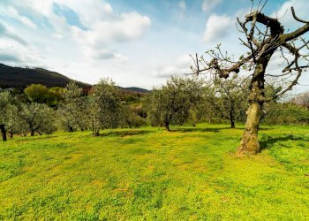 Giardino - Rustico Calcara Muratelle
 
18, San Cesareo - foto 3