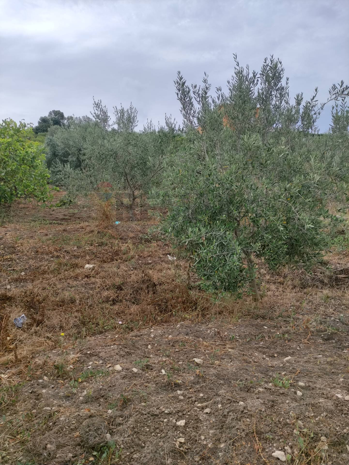 Giardino - Agricultural land contrada coda di volpe, Santa Flavia - photo 1