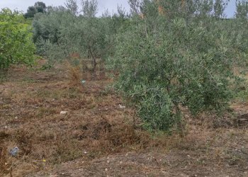 Giardino - Agricultural land contrada coda di volpe, Santa Flavia - photo 1