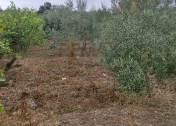 Giardino - Agricultural land contrada coda di volpe, Santa Flavia - photo 2