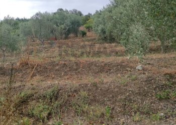 Vista delle montagne - Agricultural land contrada coda di volpe, Santa Flavia - photo 4