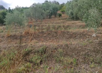Vista delle montagne - Agricultural land contrada coda di volpe, Santa Flavia - photo 5