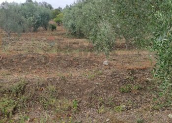 Vista delle montagne - Agricultural land contrada coda di volpe, Santa Flavia - photo 6