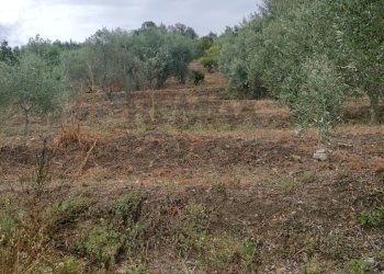 Vista delle montagne - Agricultural land contrada coda di volpe, Santa Flavia - photo 7